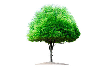 Close-up of tree against white background