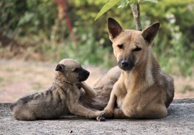 Portrait of dogs sitting outdoors