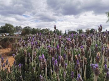 Close-up of purple flowering plants on field against sky