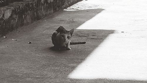 High angle view of dog on floor