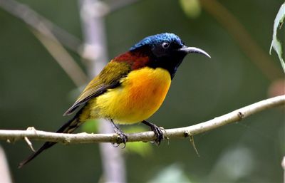 Close-up of bird perching on branch