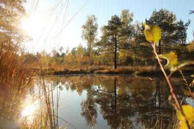 Reflection of trees in lake against sky