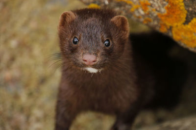 Close-up of mink