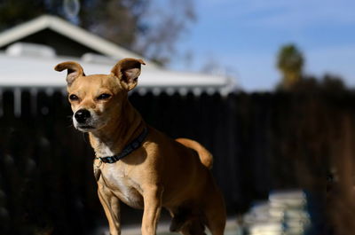 View of a dog looking away