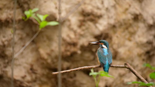 Close-up of bird perching on plant