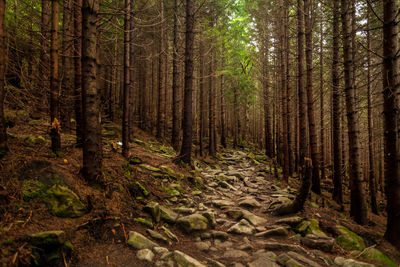 Pine trees in forest