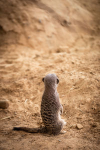 View of an animal on sand