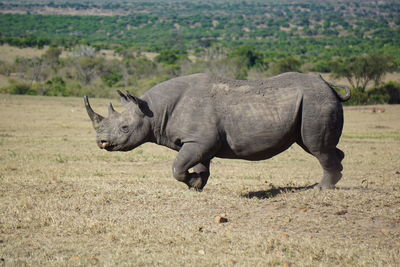 View of rhinoceros running on field