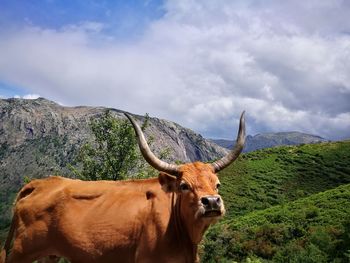 Cow in a valley