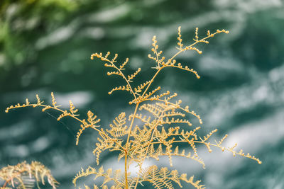 Close-up of plant against sky during winter