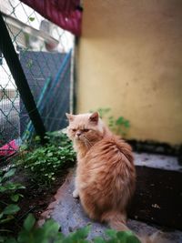 Portrait of cat sitting on retaining wall