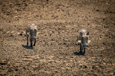 Two common warthog trot over bare earth