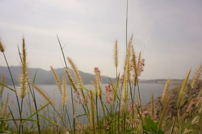 Close-up of plants growing on field