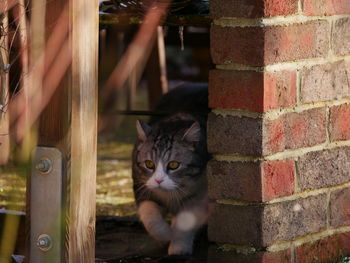 Portrait of cat sitting on brick wall