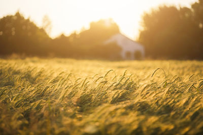 Scenic view of field against sky during sunset