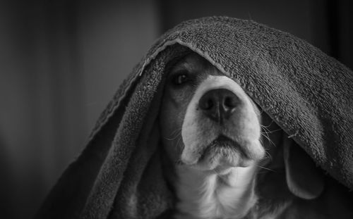 Portrait of dog looking away