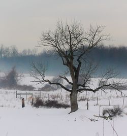 Bare trees on field