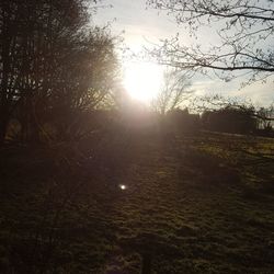 Bare trees on field against sky during sunset