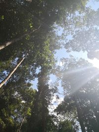 Low angle view of sunlight streaming through trees in forest