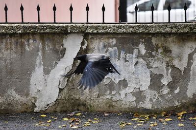 Bird flying over wall