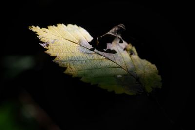 Close-up of butterfly on leaf during autumn