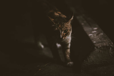 Close-up of a cat looking away