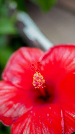 Close-up of red hibiscus blooming outdoors