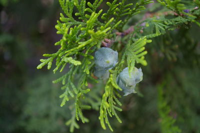 Close-up of fern leaves