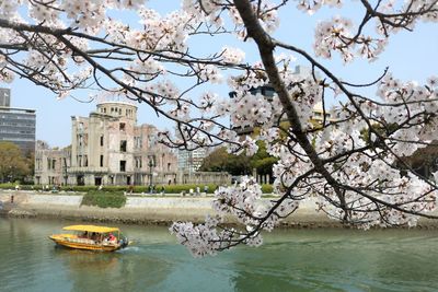 View of cherry blossom by river