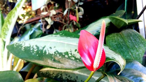 Close-up of flower growing on plant