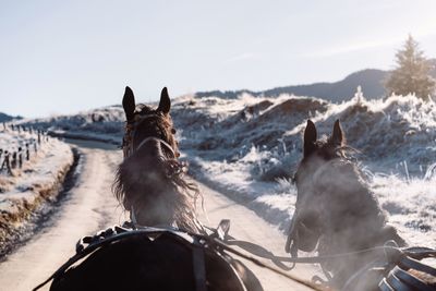 View of horse cart and horses on country road in winter
