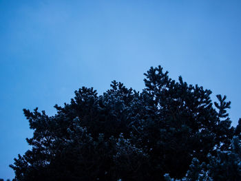 Low angle view of trees against clear blue sky