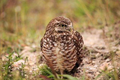 Close-up of a bird on field