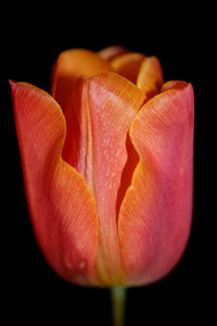 Close-up of orange flower against black background