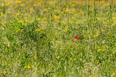 Red poppy flowers growing on field