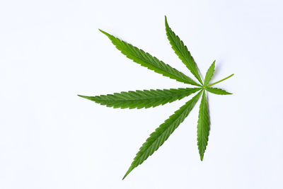 cannabis