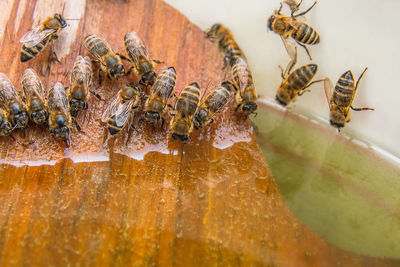 Close-up of honey bees on wood