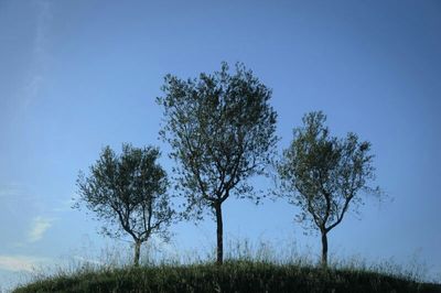 Low angle view of trees against blue sky