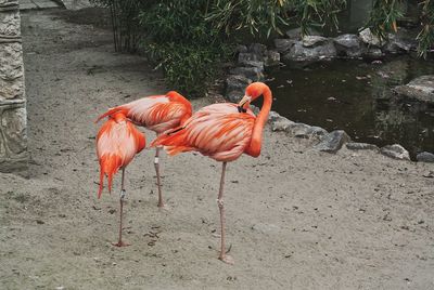 Birds on ground