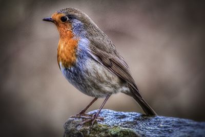 Close-up of a robin 