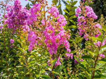 Close-up of purple flowers blooming outdoors