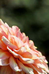 Close-up of pink flower