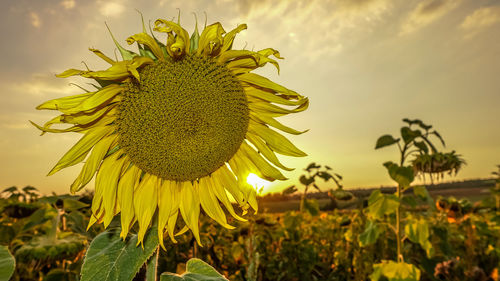 Close-up of sunflower on field against sky