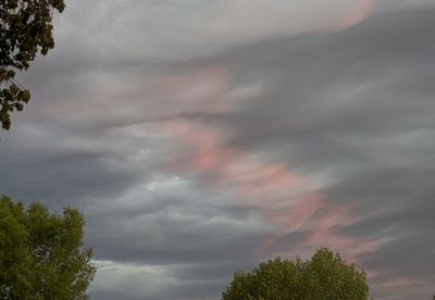 Low angle view of trees against cloudy sky