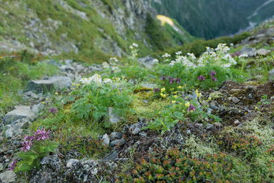 Plants growing on rocks in field