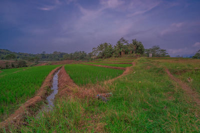 Scenic view of agricultural field against sky