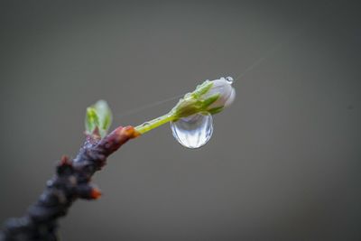Water droplets from a bud about to bloom
