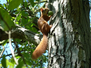 Low angle view of a squirrel on branch