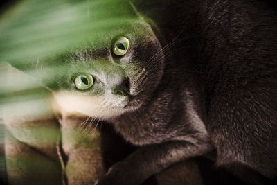 Close-up portrait of cat