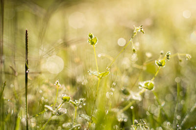 Close-up of wildflowers blooming in field